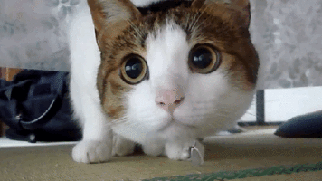 katze..